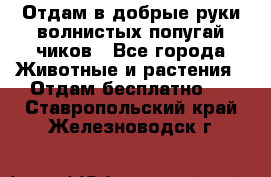 Отдам в добрые руки волнистых попугай.чиков - Все города Животные и растения » Отдам бесплатно   . Ставропольский край,Железноводск г.
